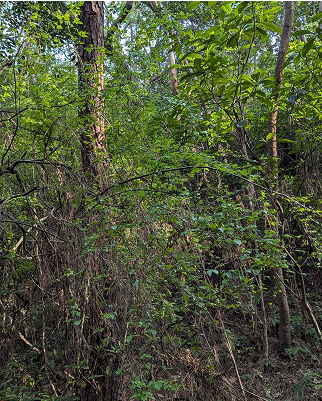 燈稱花 Ilex asprella